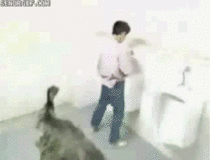 Emu in the bathroom