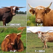 Even bovines excel at math