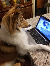 Even my collie has been forced to work from home