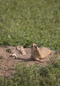 Even though my photo turned out blurry I got a kick out of this overly dramatic prairie dog
