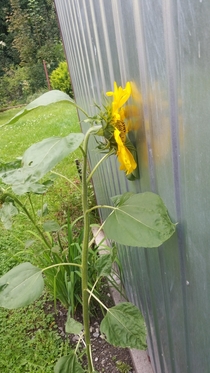 Even though my sunflower is blind it still enjoys looking at the sun