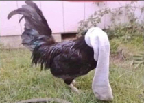 Ever seen a cock in a sock