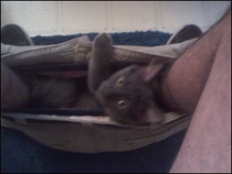 Every time I poop  my cat makes a pants hammock