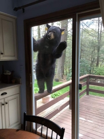 Excuse me sir can I use the bathroom Otherwise Ill have to shit in the woods