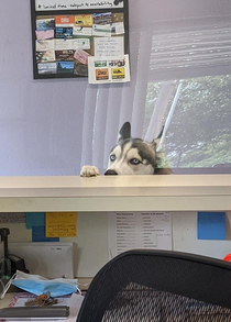 Excuse me sirSIRwho do I speak with concerning the lack of bacon in this office