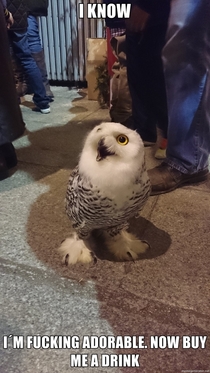 Extremely Interesting Owl