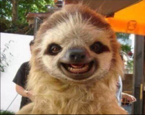 Extremely photogenic sloth