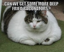 Fat cat is fat