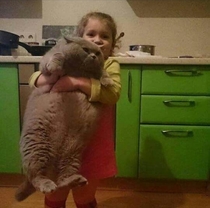 Fat cat with its human servant