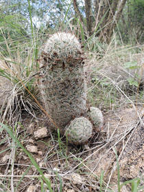 Feeling lonely Local cactuses available to chat in your area