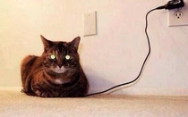 Finally Cat is fully charged
