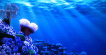Finding Nemo loop