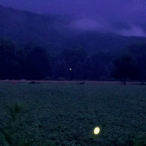 Fireflies over a field at night