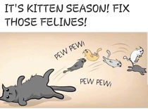 Fix those felines