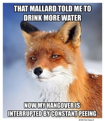 Flaw Finding Fox responds to the mallard that told him to remain hydrated while drinking