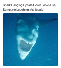 Flips picture of shark - new star of my nightmares