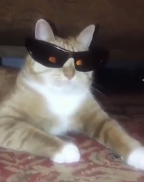 For people who sort by new maybe idek here is the coolest cat you will ever see probably I mean cmon it has shades and everything Whats not to like