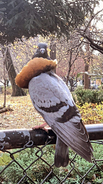 Forget Pizza Rat I bring you Bagel Pigeon Photo by my friend