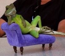 Forgive me if you have already seen a lizard reclining on a couch today