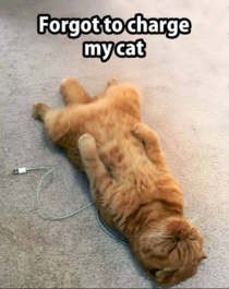 Forgot to Charge my cat