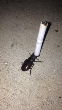 Found a bug holding a cigarette on my porch