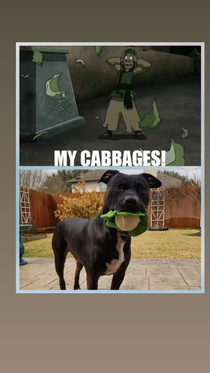 Found a random cabbage dog toy and just had to get it so I could yell at my dog my cabbages