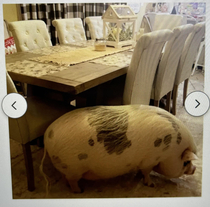 Found this in a review while browsing Wayfair for kitchen tables Pig for scale