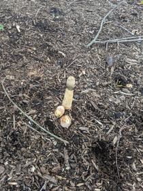 Found this lovely phallic shaped mushroom at my parents house today