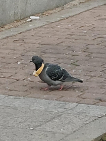 Found this pigeon today Yes it was wearing a bread necklace