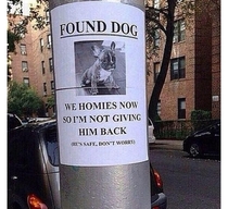 Found Your Dog