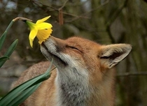 Fox Smelling a Flower