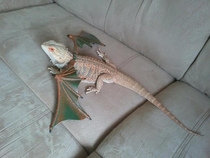 Frank likes to pretend hes a dragon