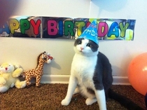 Friend posted this on facebook for her cats st birthday