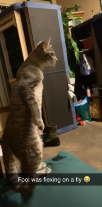 Friends Cat stands up for what he believes in - The eternal war between Flys and Mr Kitty Mcfly