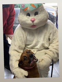 Friends dog met the Easter bunny today