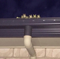 Frog family is watching you