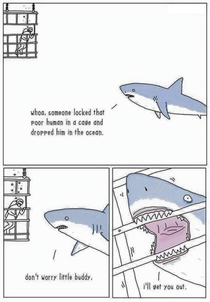 From the sharks perspective