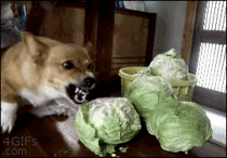 Fuck off cabbages