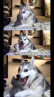 Funny Husky Has Jokes