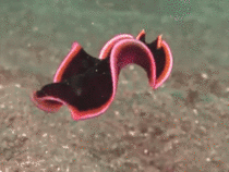 Funny little flatworm swimming 