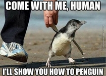 funny pictures penguin teacher