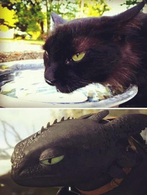 Further proof that Toothless is based off a cat