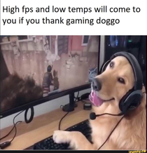 Gaming doggo