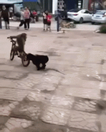 Get off that bike monkey