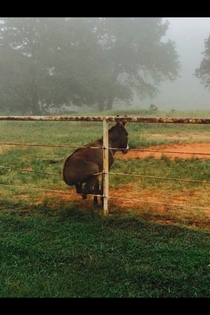 Get your ass off my fence