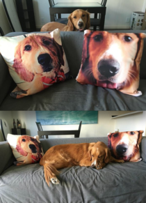 GF told me I should get some pillows for my couch