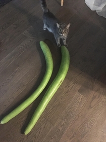 Giant zucchinis Shocked Kylo for scale