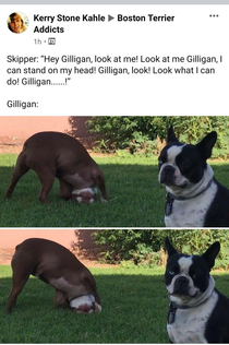 Gilligan is not amused