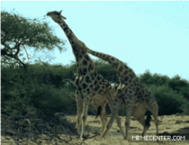Giraffe Jiraffe