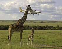 Giraffe talking to pilot 